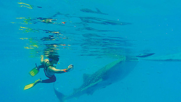 Swimming with Whale Sharks – -Oslob Bay, The Philippines